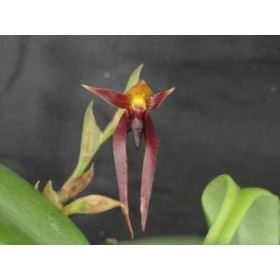 Bulbophyllum nymphopolitanum