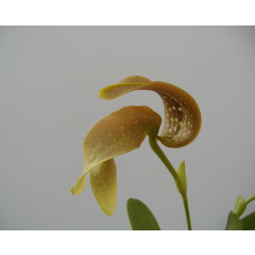 Bulbophyllum grandiflorum