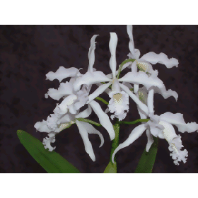 Cattleya maxima 'coerulea'