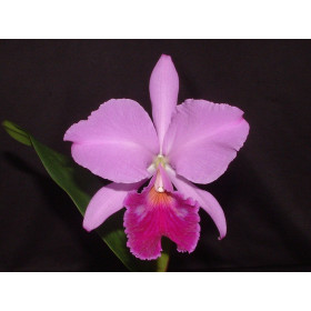 Cattleya labiata 'rubra'