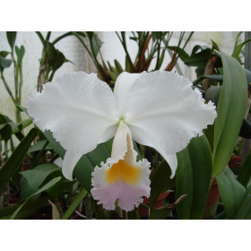 Cattleya trianae 'amesiana'