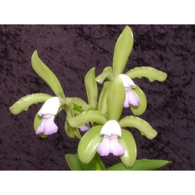 Cattleya leopoldii 'semi-alba'