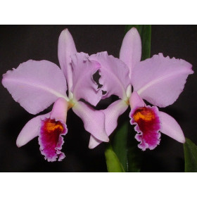 Cattleya percivalliana 'Graue'