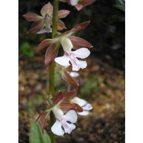 Calanthe discolor (abgeblüht, pflanzbereit)