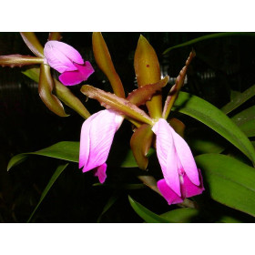 Cattleya dormaniana