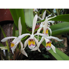Cattleya iricolor (blühstark, frisch getopft)