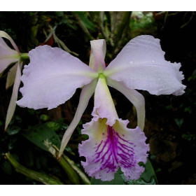 Cattleya labiata (Jgpfl.)