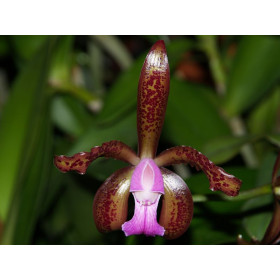 Cattleya leopoldii (Jgpfl.)