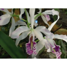 Cattleya maxima 'alba' x 'semi-alba'