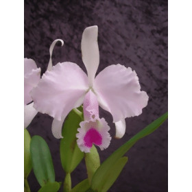 Cattleya trianae