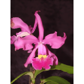 Cattleya xWhitei