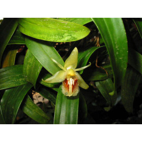 Coelogyne fimbriata (in Knospe/Blüte)