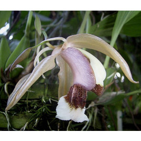 Coelogyne speciosa x usitana