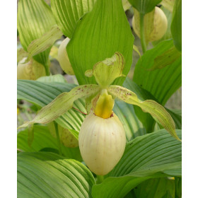 Cypripedium fasciolatum (mit neuem Austrieb)