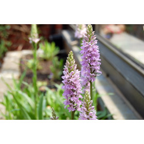 Dactylorhiza maculata (mit neuem Austrieb)