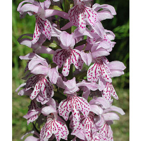 Dactylorhiza fuchsii (mit neuem Austrieb)