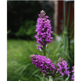 Dactylorhiza majalis (frisch ausgetrieben)