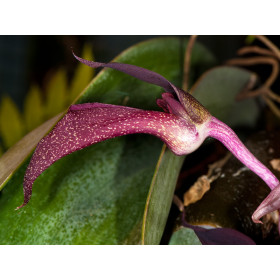 Bulbophyllum fletcherianum 'Miss Floralia' (Jgpfl. fast blühstark, frisch getopft)