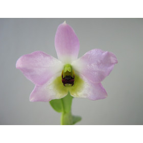 Dendrobium trantuanii (frisch getopft)