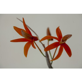 Dendrobium unicum (blühstark, nicht in Knospe/Blüte)