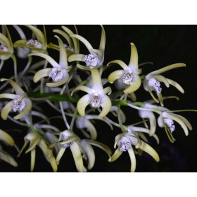 Dendrobium speciosum var. Curvicaule "Palmerstone"AM/AOS (Jgpfl., Importpflanze)