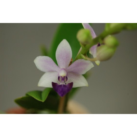 Doritaenopsis Tzy Chiang 'Saphire' (in Blüte/Knospe)