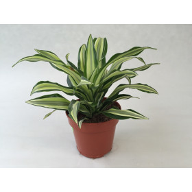 Dracaena deremensis