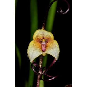 Dracula citrina (im Orchitop)