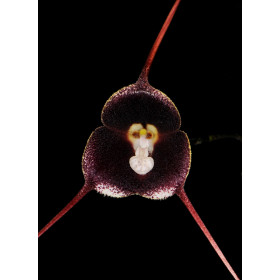 Dracula pholeodytes (im Orchitop)