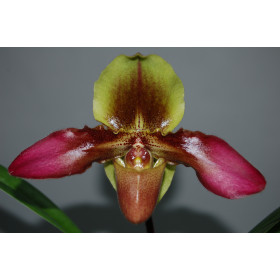 Paphiopedilum Hans Strahl (1 Blütenstiel)