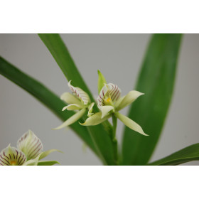 Encyclia fragrans (in Knopse/Blüte)