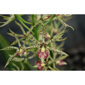 Encyclia cochleatum x prismatocarpum
