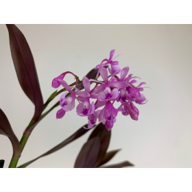 Epidendrum Anika (1 Rispe)