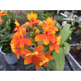 Epidendrum Ballerina 'Orange' (2-3 Rispen)