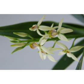 Epidendrum lancifolium