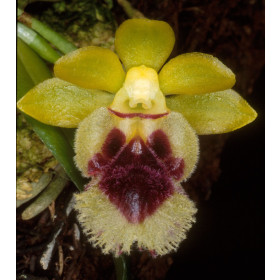 Haraella odorata (retrocalla)