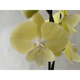 Phalanopsis Limoncello 'Kizz' (2 Rispen)