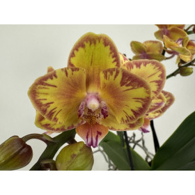 Phalaenopsis Little Papagayo (2 Rispen)