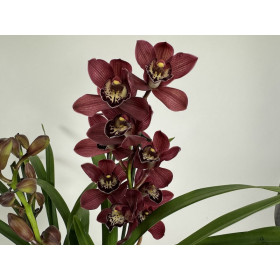 Cymbidium Red Beauty Roy