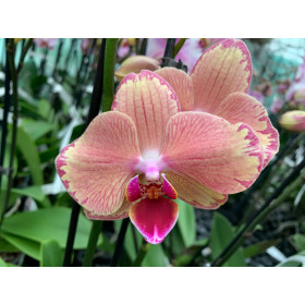 Phalaenopsis Pirate Picotee (2 Rispen)