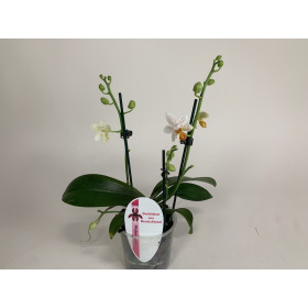 Phalaenopsis Minimark (2-3 Rispenansätze)