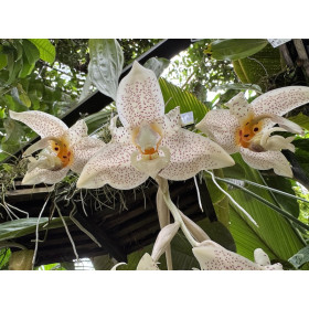 Stanhopea occulata (blühstark, nicht in Knsope/Blüte)