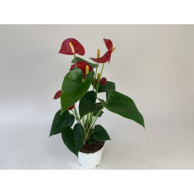 Anthurium Royal Champion (12 cm Topf)