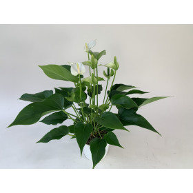 Anthurium White Champion (12 cm Topf)