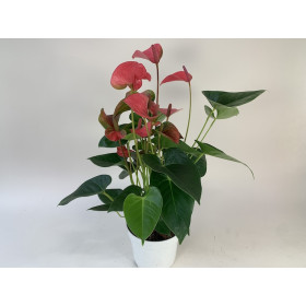 Anthurium Pink Champion (17 cm Topf)