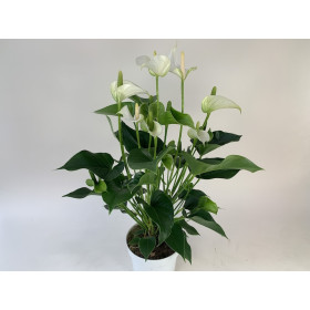 Anthurium White Champion (17 cm Topf)