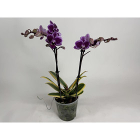 Phalaenopsis Hornglin Vicky 'variegata' (3-4 Rispen)