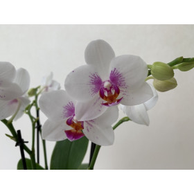 Phalaenopsis Bouquetto Passione (3 Rsipen)