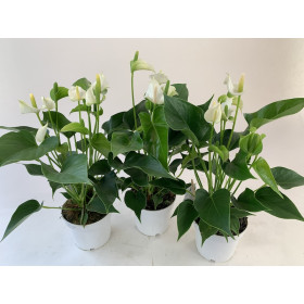 Anthurium Spar-Set 'White Champion' (3 Pfl. im 12 cm Topf)