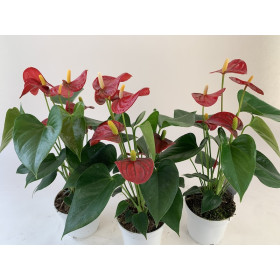 Anthurium Spar-Set 'Royal Champion' (3 Pfl. im 12 cm Topf)